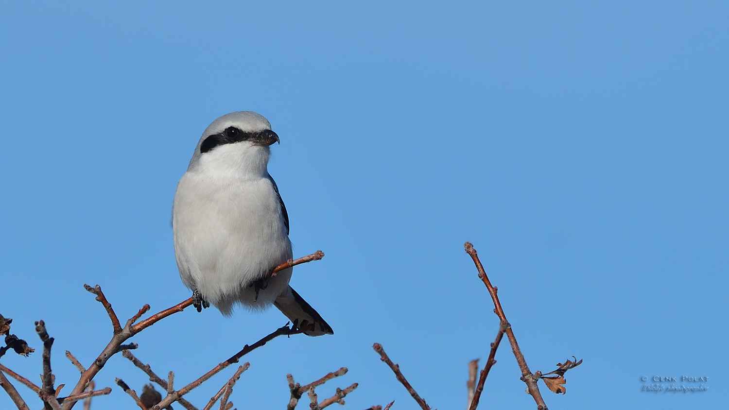 Great Gray Shrike